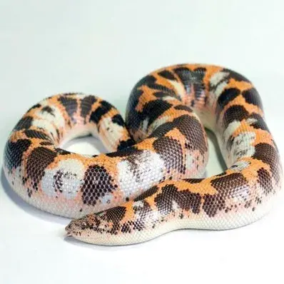 Kenyan Sand Boa - ThePetWorld