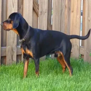 Slovensky Kopov-ThePetWorld
