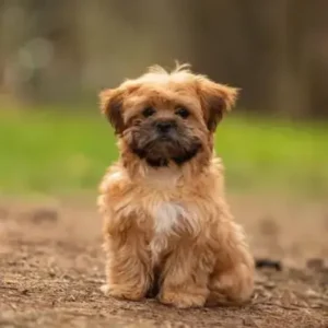 Shorkie - ThePetWorld