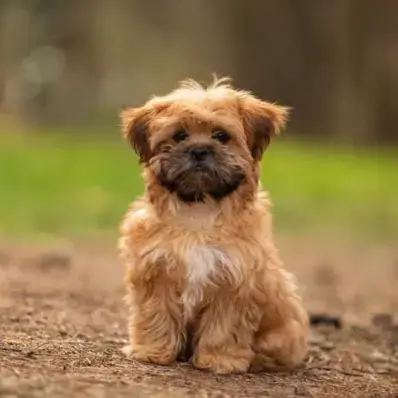 Shorkie - ThePetWorld