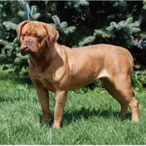 Dogue de Bordeaux - ThePetWorld