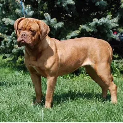 Dogue de Bordeaux - ThePetWorld