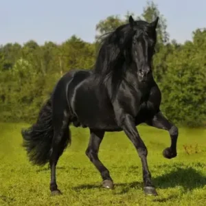 Andalusian Horse - ThePetWorld
