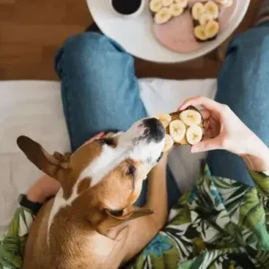 Can Dogs Eat Bananas Safely - ThePetWorld