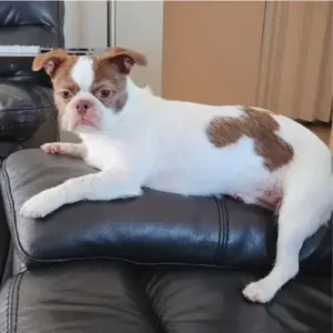 BoShih-ThePetWorld