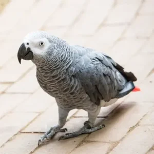 African Gray Parrot - ThePetWorld
