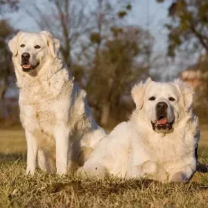 Slovensky Cuvac-ThePetWorld
