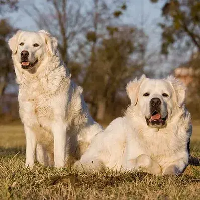 Slovensky Cuvac-ThePetWorld