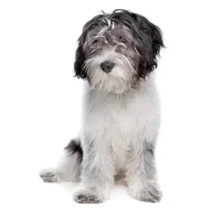 Schapendoes-ThePetWorld