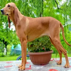 Segugio Italiano - ThePetWorld