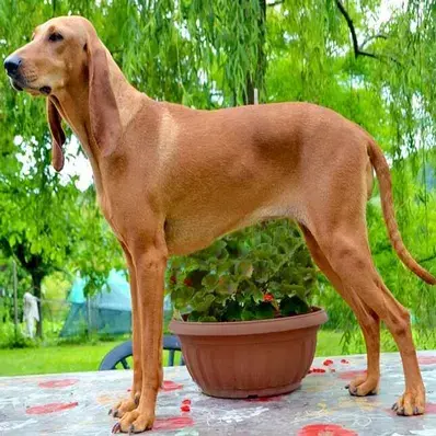 Segugio Italiano - ThePetWorld