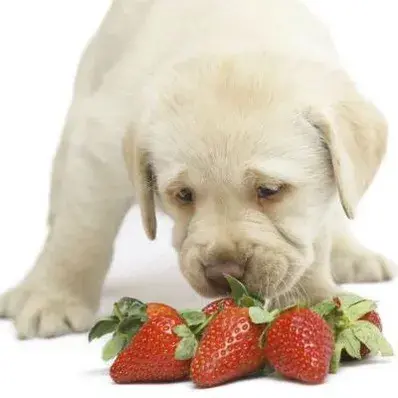 Can Dogs Eat Strawberries - ThePetWorld