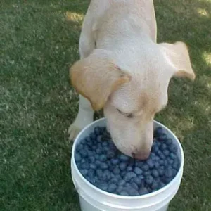 Can Dogs Eat Blueberries - ThePetWorld