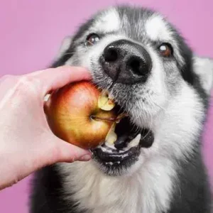 Can Dogs Eat Apples Safely - ThePetWorld