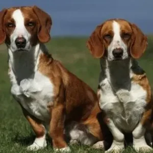 Drever-ThePetWorld