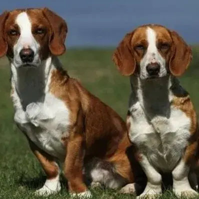 Drever-ThePetWorld