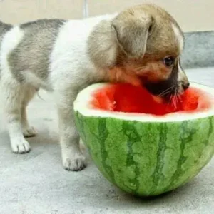 Can Dogs Eat Watermelon - ThePetWorld