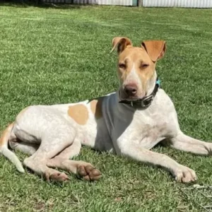 Bull Arab - ThePetWorld