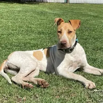 Bull Arab - ThePetWorld