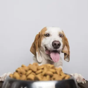 Can Dogs Eat Cashews?