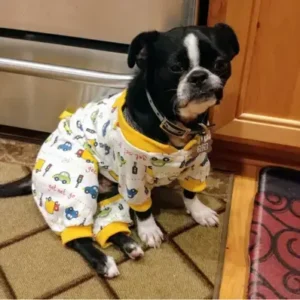 Boston Terrier Pekingese Mix-ThePetWorld