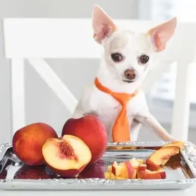 Can Dogs Eat Peaches - ThePetWorld