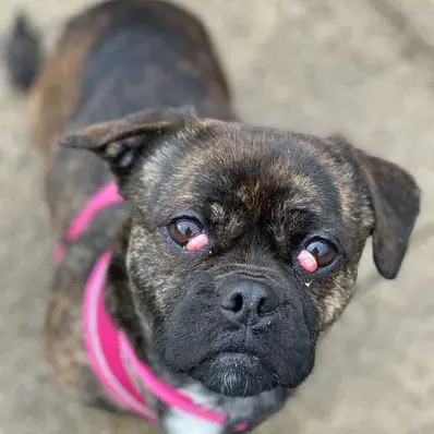 Cherry Eye in Dogs-ThePetWorld
