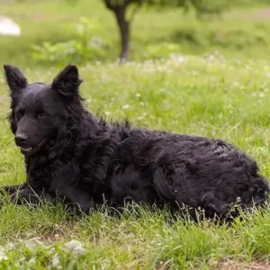 Croatian Sheepdog - ThePetWorld