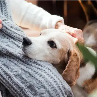 How Long Do Dogs Live- ThePetWorld
