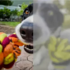 Are Dogs Color Blind- ThePetWorld