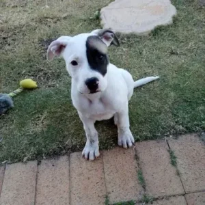 Staffy Bull Bullmastiff - ThePetWorld