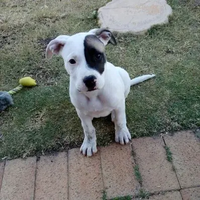 Staffy Bull Bullmastiff - ThePetWorld