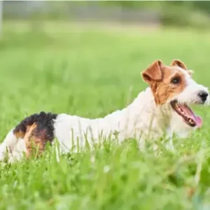 Yeast Infection in Dogs-ThePetWorld