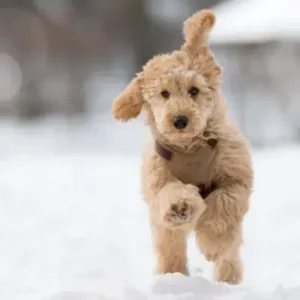 Dog Hiccups- ThePetWorld