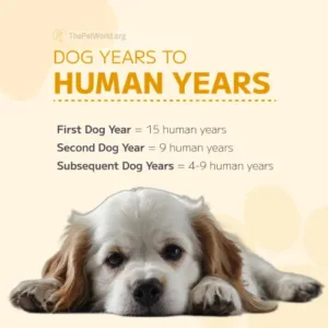 How To Calculate Dog Years To Human Years - ThePetWorld