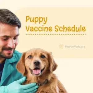 A Guide To Puppy Vaccination Schedule