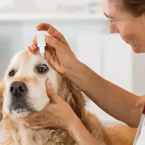 Dog Eye Health Issues - ThePetWorld