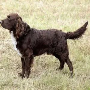 Deutscher Wachtelhund - ThePetWorld