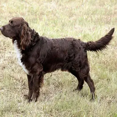 Deutscher Wachtelhund - ThePetWorld