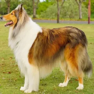 Collie - ThePetWorld