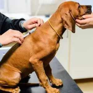 Parvovirus in Dogs Symptoms and Prevention - ThePetWorld