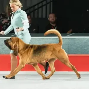 Bloodhound - ThePetWorld