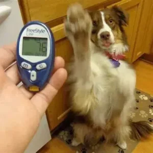 Diabetes in Dogs - ThePetWorld