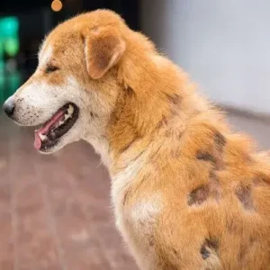 Mange in Dogs- What You Need to Know - ThePetWorld
