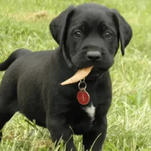 Afador- ThePetWorld