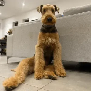 Airedale Terrier- ThePetWorld