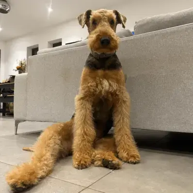 Airedale Terrier- ThePetWorld