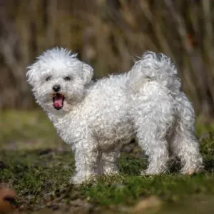 Bolognese Dog - ThePetWorld