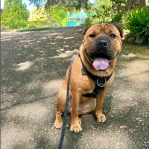 Bull-Pei - ThePetWorld