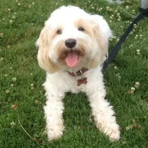 Terripoo - ThePetWorld